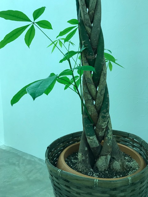 新芽