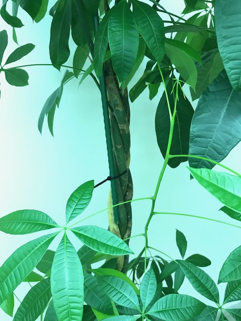 新芽