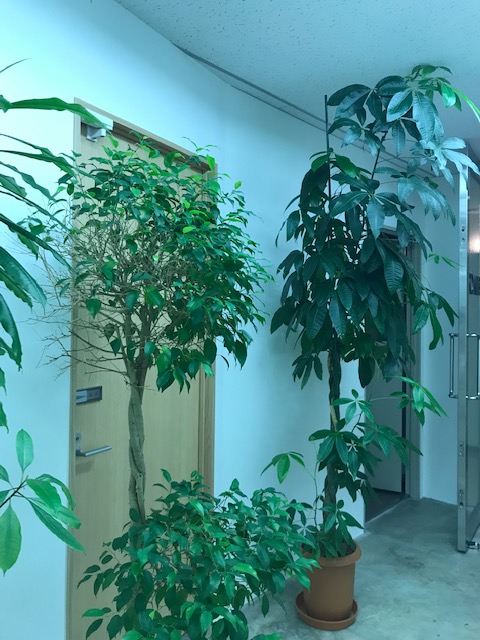 ハニカムジャングル