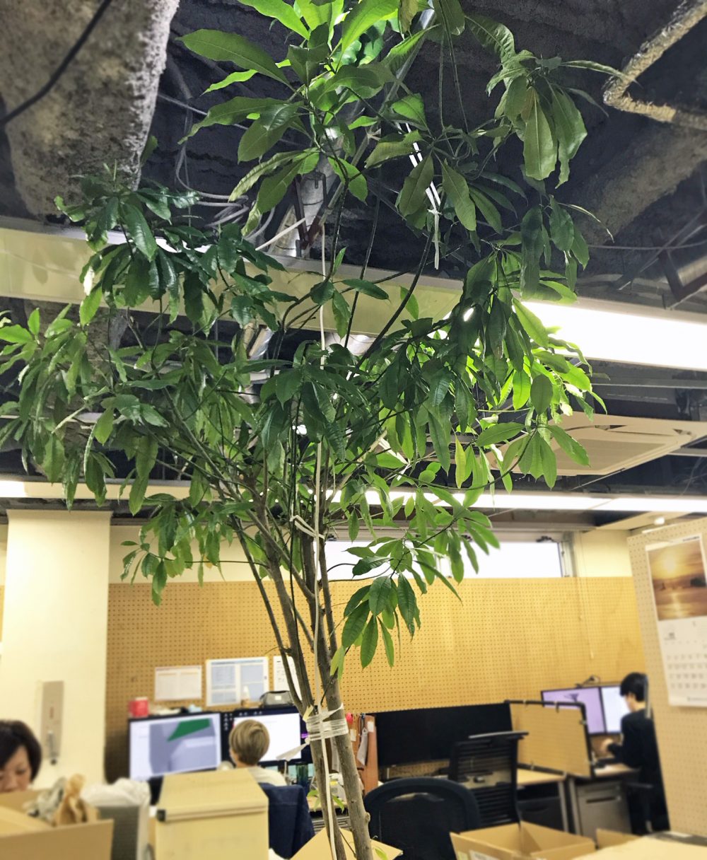 ハニカムシンボルツリー2019葉っぱいっぱい