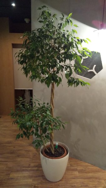 ベンジャミン