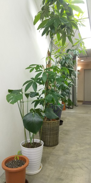6Fの植物2