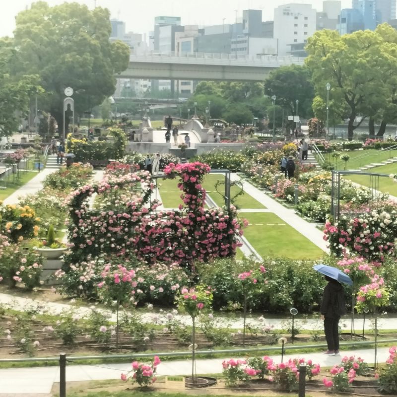 中之島バラ園2025