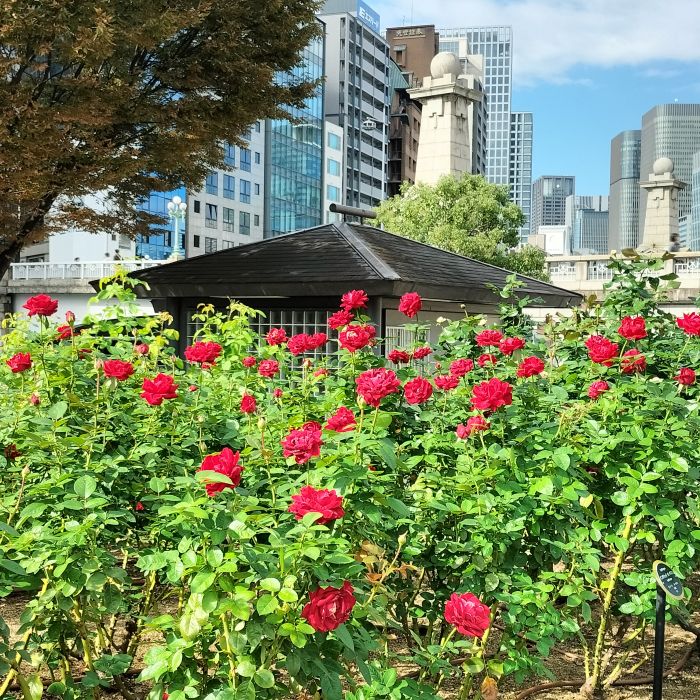 秋の中之島バラ園